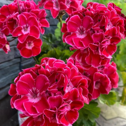 Pelargonium 'Savannah® TexMex Ruby' - Pelargoon 'Savannah® TexMex Ruby' P9/0,55L